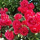 http://www.xn--zf4b17fw7ab1l96l.com/data/editor/2107/thumb-1c594fa262d5f7fdd414dbb57464e45b_1626761486_8388_80x80.jpg